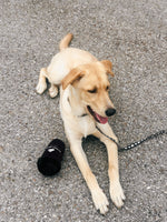 BB Coffee Cup Dog Toy