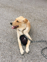 BB Coffee Cup Dog Toy